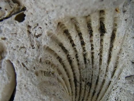 A photograph of a fossil detailing its texture.