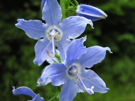 A photograph of a blue flower in a field.