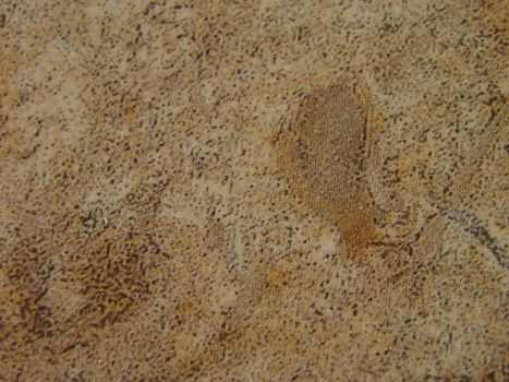 A photograph of a stone detailing its texture.