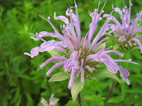 A photograph of a lavender flower in a field.