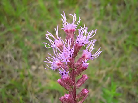 A photograph of a lavender flower in a field.