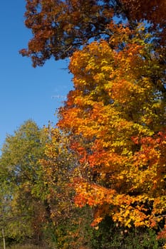 Colorful autumn landscape deep in a wooded park.