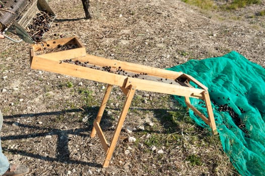 Photo of olive harvest using traditional tools