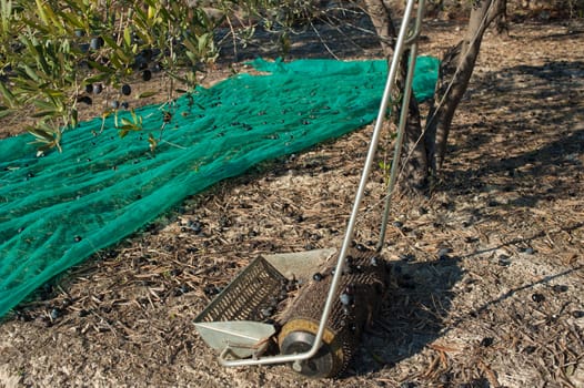 Photo of olive harvest using traditional tools