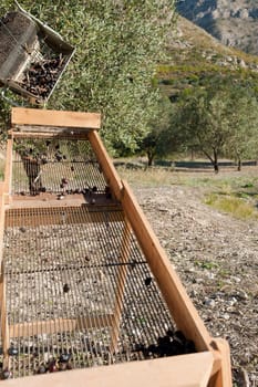 Photo of olive harvest using traditional tools