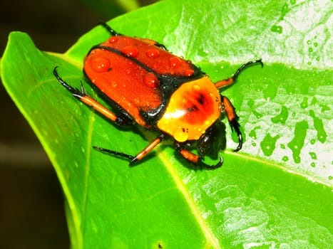 A brightly colored Flower Beetle on Green Island of Queensland, Australia.