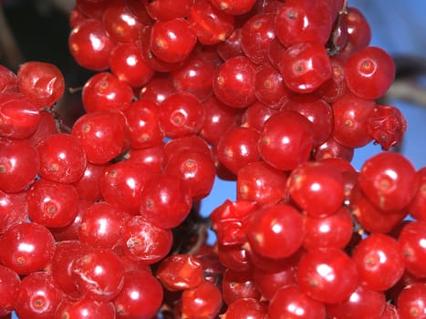 Macro shot of bright red berries in the forests of northern Illinois.