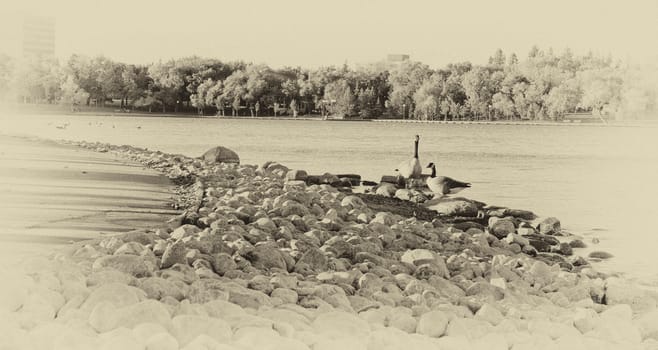 A Canadian goose with standing on the shores of Wascana lake