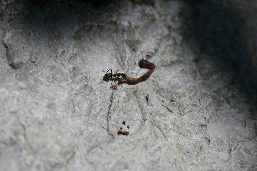 Ant carries a fir needle