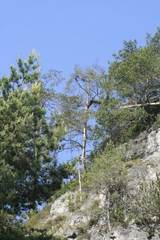 many coniferous trees are located in a steep rock slope, cloudless