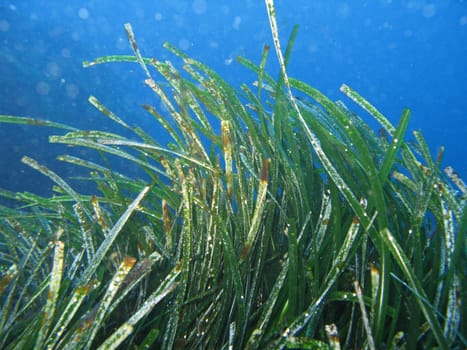 “Neptune Grass” known also as Posidonia Oceanica. Shot captured in the wild in Mediterranean Sea.