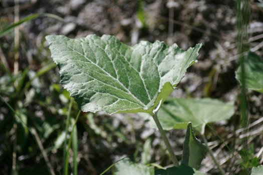 close up of a leaf