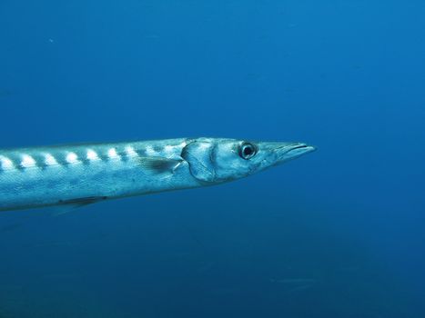 Barracuda fish. shothed in the wild.
