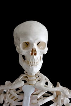 The upper part of human skeleton isolated on black