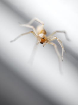 Spider creeping on bright background, selective focus on the eyes