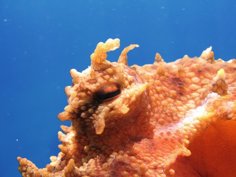 Octopus eye. Are visible skin appendages used to camouflage.