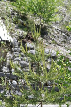 young spruce in a scarp