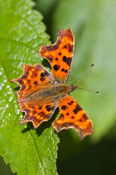 Comma butterfly in the sunshine resting on green leaf