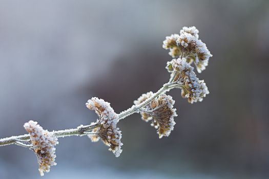 The icy flowers of the winter - frosted branch with ripe