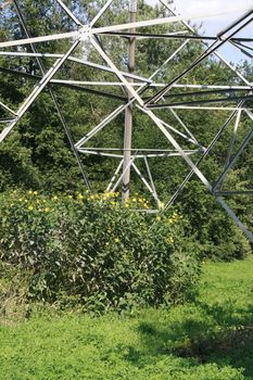 high voltage power line, and bushes