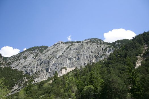 many coniferous trees are located in a steep rock slope