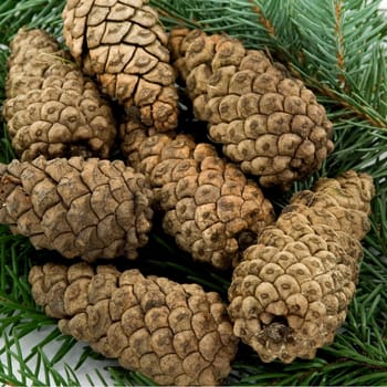 A shallow-depth-of-field image of pine cones.