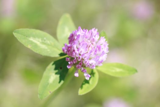 red Clover, Close up