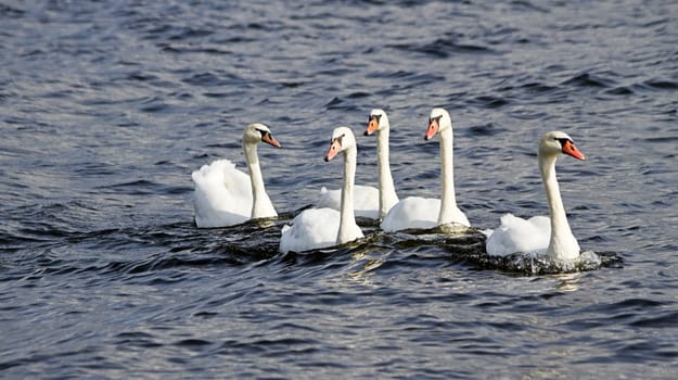 Five young mute swans swimming on the river