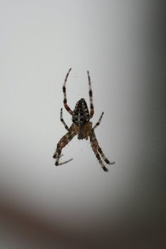 cross spider sits in its net