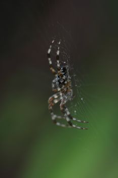 cross spider sits in its net