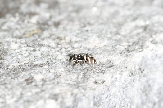 zebra spider on a rock