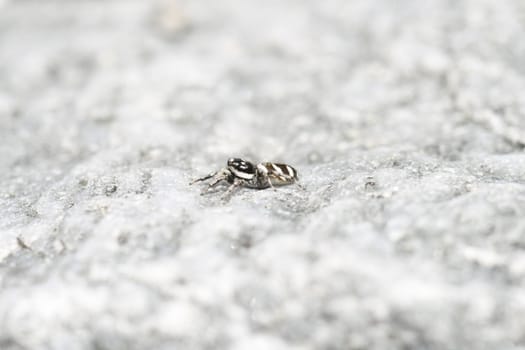 zebra spider on a rock
