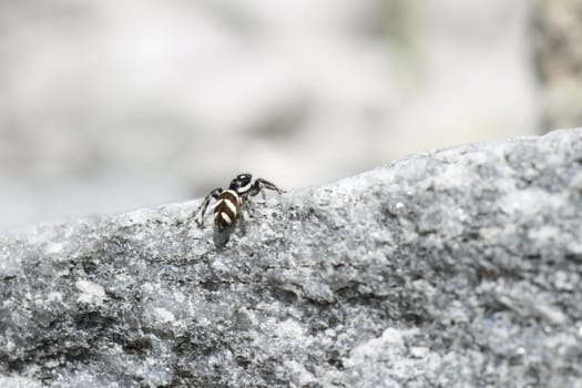 zebra spider on a rock