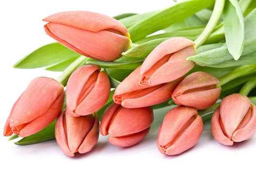 red tulips