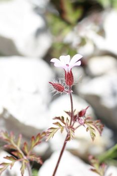 Blossom of a Red Robin