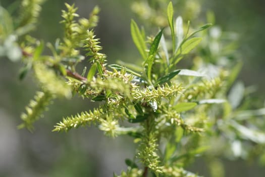 Willow blooms on a branch