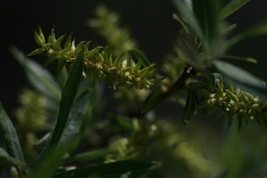 Willow blooms on a branch