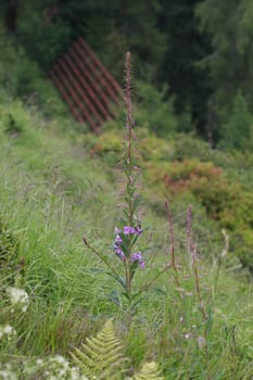 Great Willow-herb 