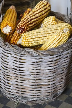 Close view of a old basket filled with corncobs. 