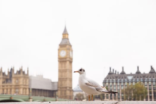 Seagull's perspective view of a Big Ben