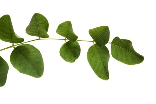 Close up view of a branch of green leaves from a tree isolated on a white background. 