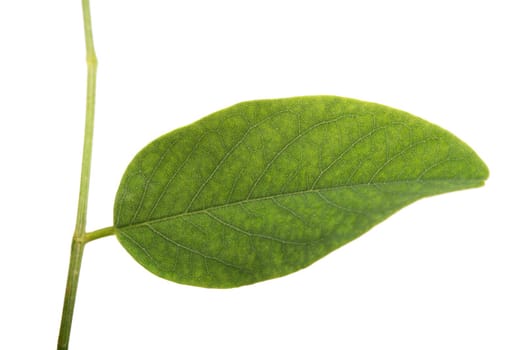 Close up view of a green leaf from a tree isolated on a white background. 