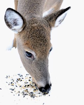 Whitetail deer doe eating bird seed in the snow.