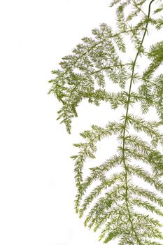 Close up view a fern asparagus garden plant isolated on a white background.