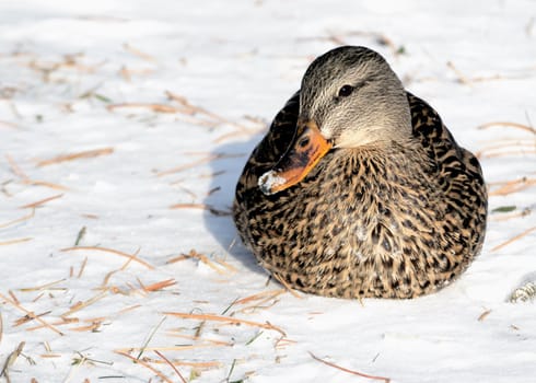 A female mallard duck sitting in the winter snow.