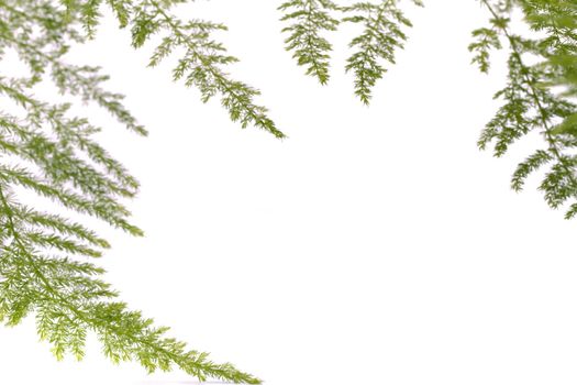 Close up view a fern asparagus garden plant isolated on a white background.
