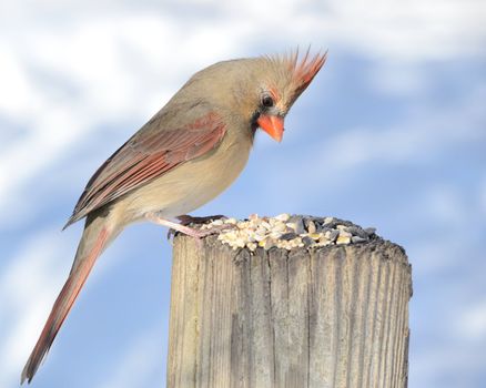 A female cardinal perched on a post eating bird seeds.