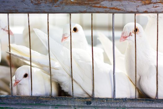 white doves in a cage