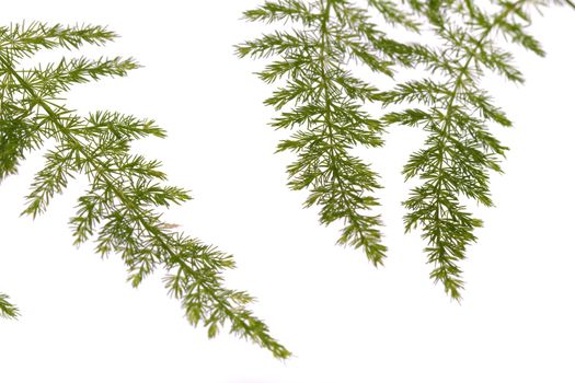 Close up view a fern asparagus garden plant isolated on a white background.