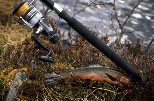 Fishing rod and one trout by the lake